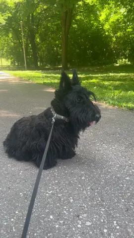 #scottishterrier #scottie 