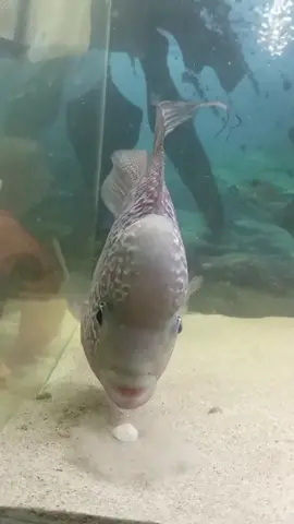 #creatorsearchinsights #aquarium #fyp 