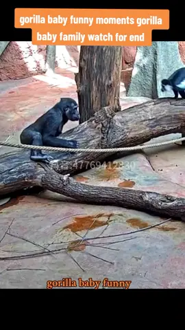 gorilla baby funny moments gorilla baby family watch for end #gorilla #gorillababy #gorilllafunny #cutegorilla #animals 