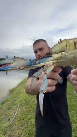 Blue crab pinch test 😂