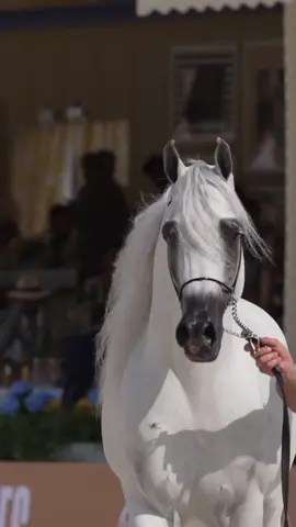 #horse #arbianhorse @صَلَ 