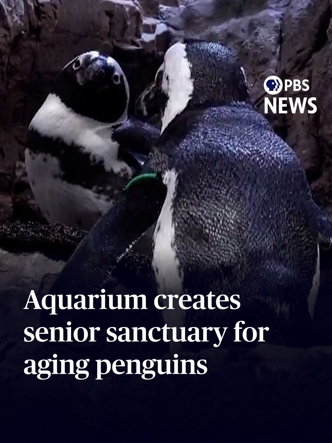 Aquarium creates senior sanctuary for aging penguins When we think of penguins, we tend to think cute and energetic. But as they age, they also experience aches and pains, just like humans do. That's why the New England Aquarium in Boston has created a first-of-its-kind oasis for penguin elders. Special correspondent Jared Bowen of @gbh takes us there. #pbsnews #pbsnewshour #newshour #penguins #newengland #aquarium #humboldtpenguin #africanpenguin #news #cute #newenglandaquarium #boston