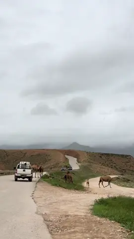 #salalah #oman #fyp   #صلاله  #khareef2025 