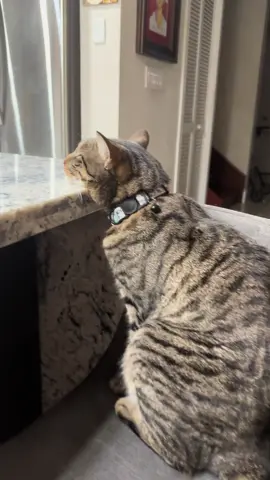 Tell me that’s not what he’s thinking #catsoftiktok 