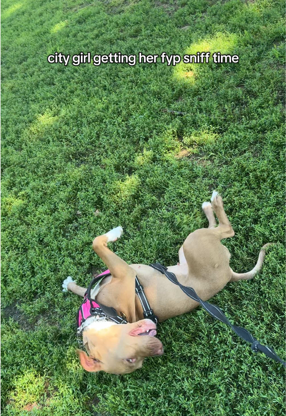 One day we’re going to get you the biggest yard you’ve ever seen, Nov #dog #dogsoftiktok #pitbull #citydog 