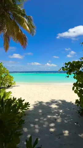 Amazing view 😍🌴🫶☀️💦🐬🩵 #indianocean #tiktokmaldives🇲🇻 #crystalclearbluewater🌊 #sunnysideoflife☀️ #beautifuldestinations #localislandmaldives #viralvideo #fypシ゚ #visitkendhoo #oceanlife #bluesky #blueisland #paradiseonerth #whitesandbeach #explorepage #coralisland #sandbank #honymoon_trip #maldives 