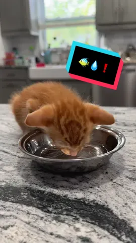 Fish wants to remind everyone to be hydrated this summer!! It’s 85 and humid here in Florida! How hot is it for you? 😱  #catsoftiktok #orangecat #orangekitten #kittenrescue 
