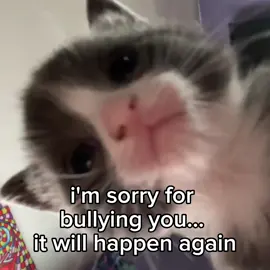 #catsvideos 