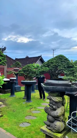 Impian para penghoby bonsai 😊 #RFULTIMATE #crisartbonsai #bonsai #bonsaitree #bonsaiart #bonsailovers #ppbi #tiktok #bonsaiindonesia #THEANDERSONS #bonsaisancang #tukangcukurkeliling 