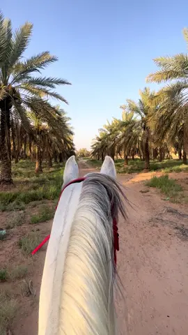 #اكسبلورر#خيل #المقحم 