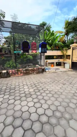 selamat pagi 🍃🍃🍃 #aviary #aviarybirds #miniaviary #aviaryindonesia #SMaviary 