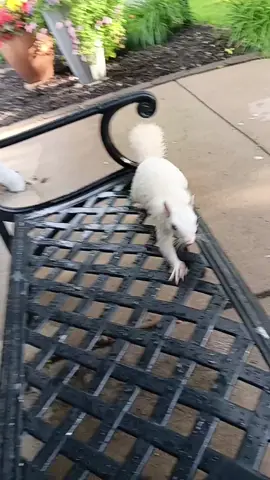 #Qtip 