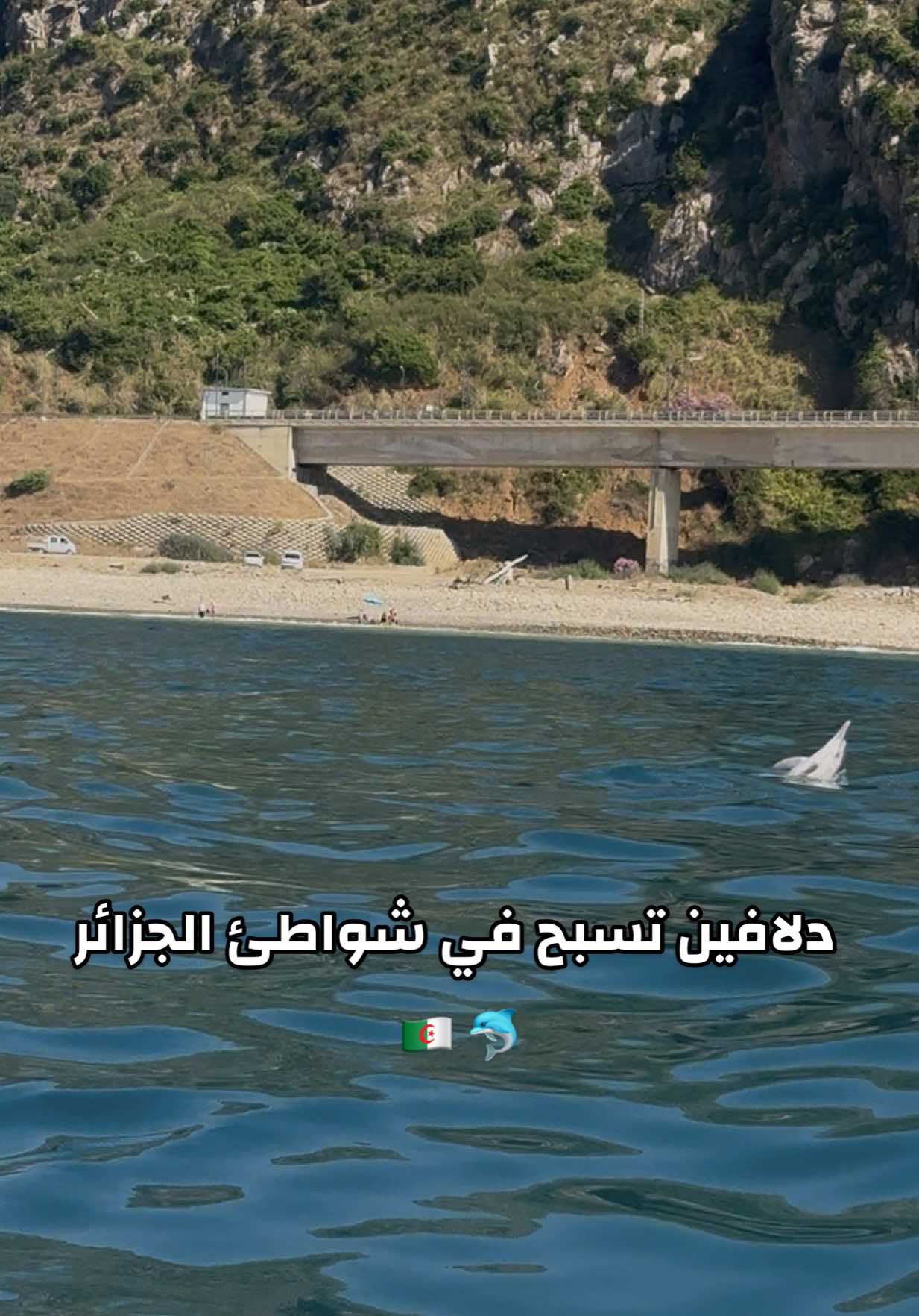نعم ! وجدنا دلافين 🐬 في شواطئ الجزائر و بالضبط في  #جيجل  #algeria #algerie🇩🇿 #jijel #dauphins 