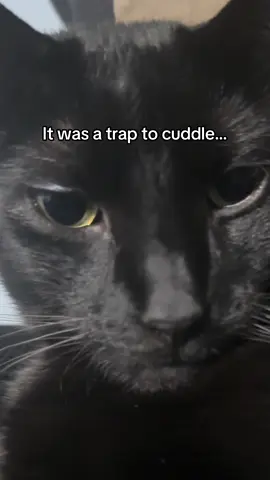 Toastys turn to try this trend !! If he gets more likes than pancakes post he takes over the account again #cat #catsoftiktok #cattok #petlife #catcontent #petstory #cutepets #PetsOfTikTok #funnycat #petcontent #blackcats #fyp 