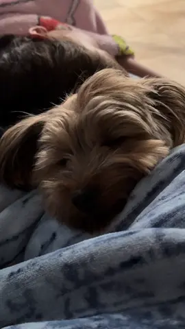 Sleepy baby #yorkie #yorkshire #cutedog #naptime #sleepypuppy 