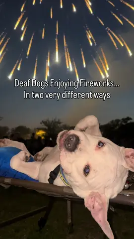 Two Deaf Dogs Watching The Fireworks Show #dogsoftiktok #dogtok #foru #foryourpage #fypシ 