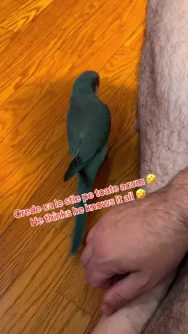 #pets #birds #parrot #parrots #parrotlife #parrotslove #parrotsoftheworld #birds of instagram #talkingparrots #quakerparrots #parrotaddict #papagali #papagalivorbitori #calugar #cuteness#funny videos 