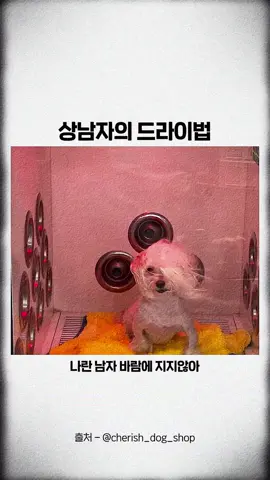 상남자의 드라이법ㅋㅋ #shorts #강아지 #웃긴영상