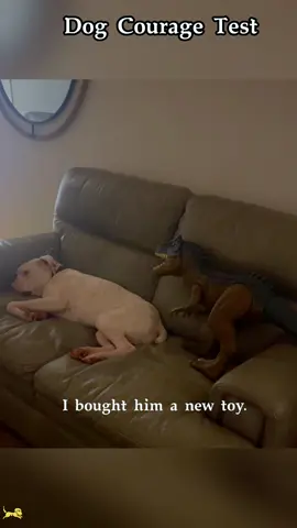Dog Courage Test#foryou #tiktok #dog #funnydog #funnyanimals #funnyvideos 