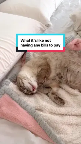 Living the good life 🐱💤 #cutecats #sleepingcats #lazycat #funnycats #catmom 