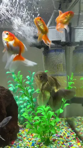 Goldfish 🐟 #aquarium #goldfish #aquariumhobby #fishcontent 