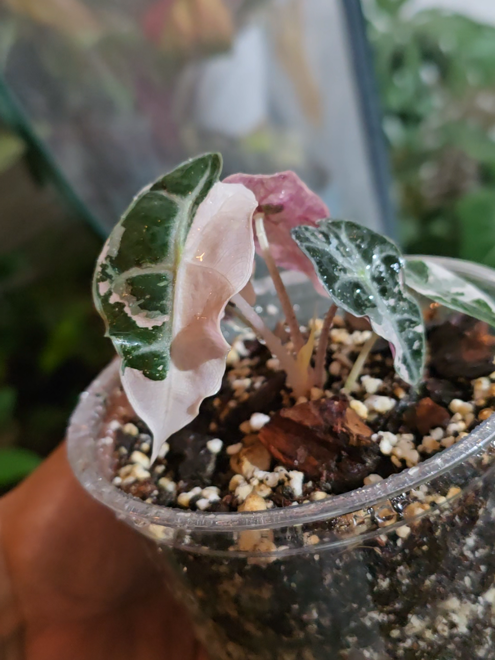 Alocasia Polly Pink en kultivia #alocasia #rare #rareplant #exoticplants #tendencia #plantslover #sell #plants 