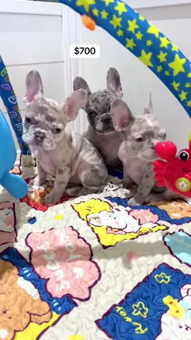 French Bulldog Puppies Ready for Their Forever Homes! 🐾 Looking for a compact, charming, and affectionate companion? Our 9-week-old Frenchies are ready to steal hearts and snuggle into new families! 🐶💖 🤍 Healthy, vaccinated, and vet-checked 🧬 Purebred with excellent temperaments 🏡 Raised in a loving home environment 🚚 Delivery available nationwide 💰 Affordable and negotiable adoption fees These little clowns are full of personality, perfect for apartments or family homes, and guaranteed to bring joy wherever they go. Only serious inquiries, please—our pups deserve the best! #frenchie #frenchbulldog #frenchiesoftiktok #frenchies #usa🇺🇸 #usafrenchies #puppydog #pets #puppylover 