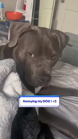 “No, I’m evil kitty.” #fyp #fypシ #dog #sapphire #foryoupage #foryou #funny #relatable #dogsoftiktok #blowthisup #meme #fyppppppppppppppppppppppp 