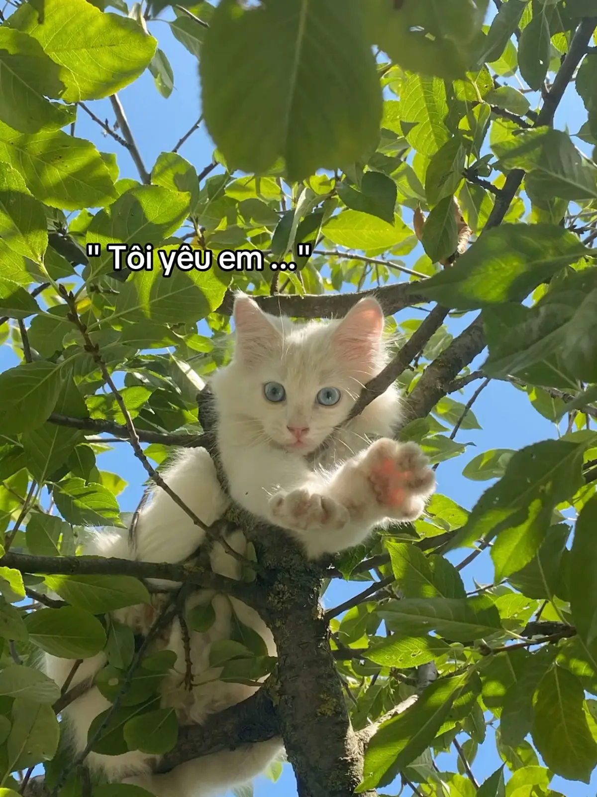 #luv #catlover 