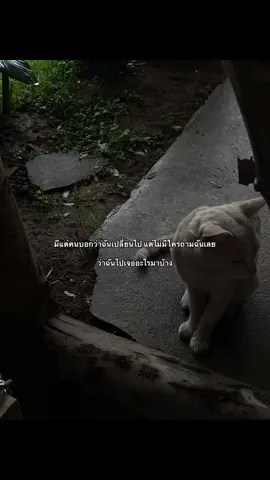 เหนื่อย #เธรด #เธรดของปาปียอง #fyp #ฟีดดดシ #เศร้า #เธรดเศร้า 