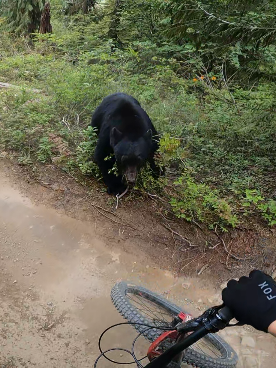 Don't get to experience that everyday! 🐻 (sound is delayed for some reason. I actually start making the loud noises as it runs at me) #mtbforyou #bear #downhillmtb #whistlerbikepark 