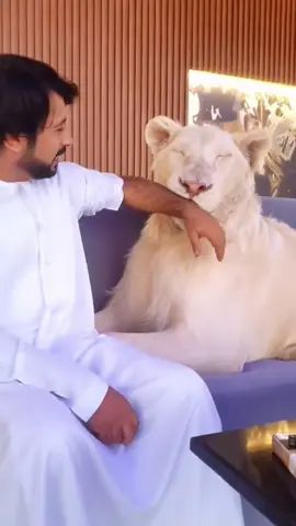 Dubai’s Wildest Pet Trend Long Title: Why Owning a Tiger as Your Bodyguard Is Dubai’s Latest Craze #DubaiPets #ExoticPets #TigerBodyguard #LuxuryLifestyle #WeirdPets #DubaiLife #WildPets #AnimalLovers #TikTokAnimals