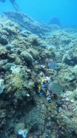 NEVER STOP DIVING #BUCEO @Paradis Divers🤿 @SCUBAPRO @marcjou168 