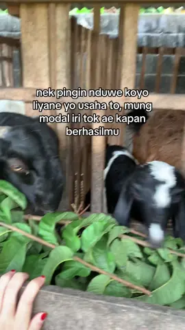 #peternakmuda #kambingjawarandu #kambingetawa #kambing #fypシ #peternakindonesia 
