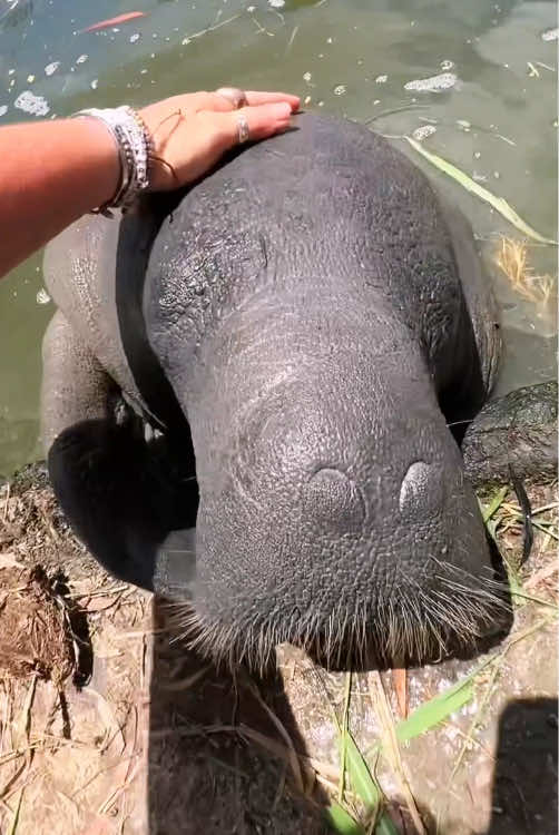Manatees #tiktok #fyp #animals #funny 