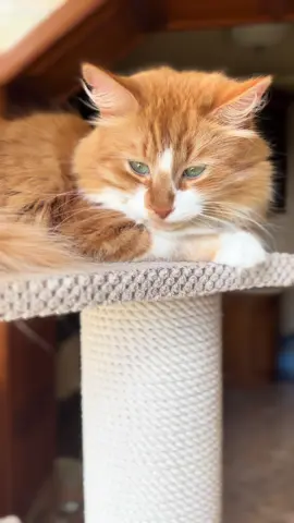 Сонечко❤️#котики #тіктокукраїна 