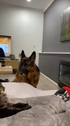 When you have cats and dogs #funny #cute #cat #dog 
