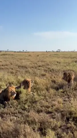 Power of brothers  credit:juma_jay16 #wildlifelion #mapogo #fyp #CapCut #wildlife #lionking #king 