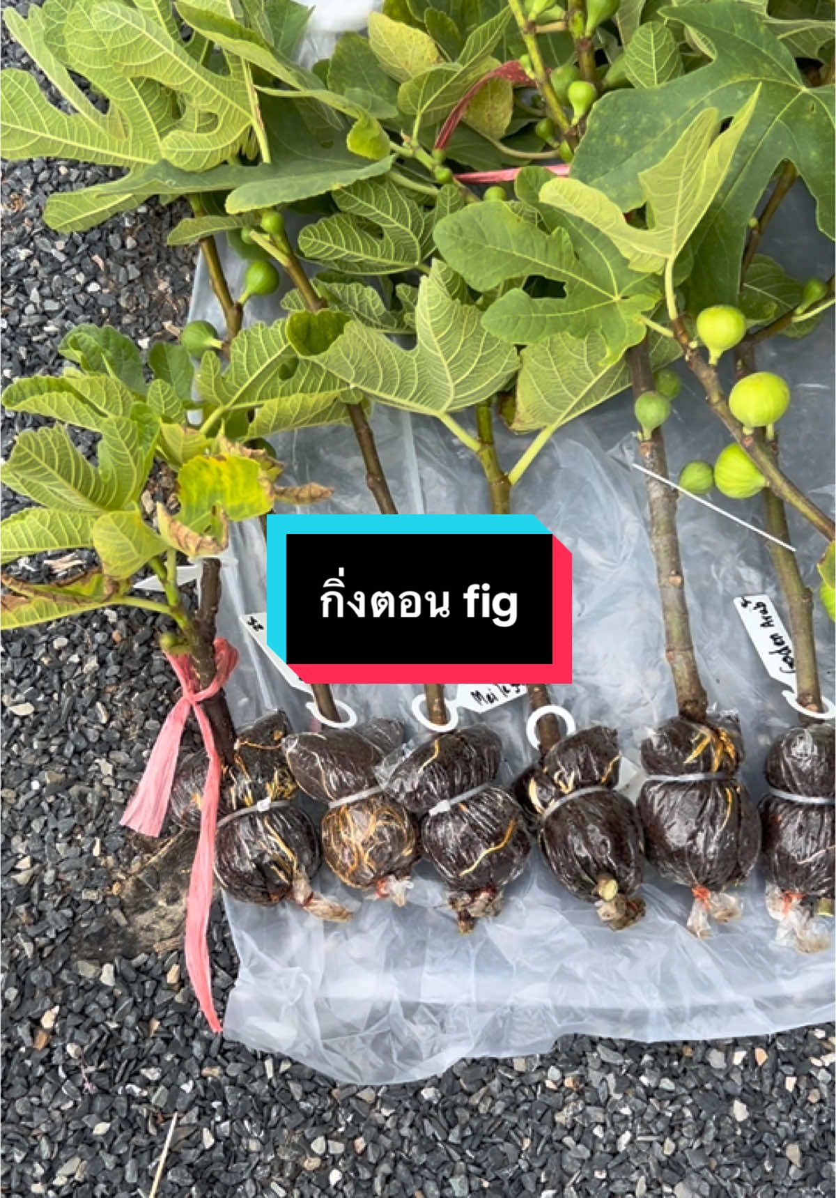 #ฟิกส์ #lovetiktok #superfood #มะเดื่อฝรั่งหรือลูกฟิกส์ #fig 