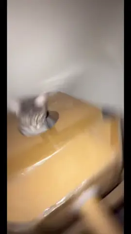 🤓 #cat #catsoftiktok 