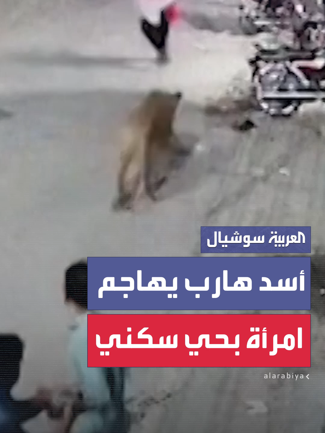 قفز فوق السور واقتحم المكان.. كاميرا مراقبة توثق مشاهد لأسد هارب يهاجم امرأة وطفلين في حي سكني بمدينة لاهور الباكستانية #العربية