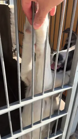 Hi, i'm Lila & i've been in a shelter for some time now. I am a spayed female, German Shepherd Siberian Husky Mix. The shelter staff in Chula Vista think I am about 7 months old. I'm a puppy but I hope I don't have to stay here the whole time as a puppy. I love to be with my people, eat snacks, play with toys and run around like crazy!! I love to cling onto the people I love the most and it can be a bit annoying as I like to jump a lot but with some training and learning some manners I could really turn into a great dog! Please give me a chance, you won't regret it! I am confused as to why I am here, not sure if I took the wrong turn, got lost & my owners did not bother looking for me. Or if i did something wrong that my owners did not want me anymore. All I did was give them love. I am an extremely sweet girl.  All I ask for is an opportunity to show you what I am capable of... Loving you. Maybe we could be friends for a very long time. Could you Adopt me or perhaps foster me? I will only take up some of your space and love you unconditionally. #animalrescue #rescuepartner #animalshelter #adoptme #adoptdontshop #adopt #adoptame #chulavista #sandiego #chulavistaanimalcarefacility #germanshepherd #siberianhusky #boost #boostofhope #baby #babygirl #sweet #loving #excited 