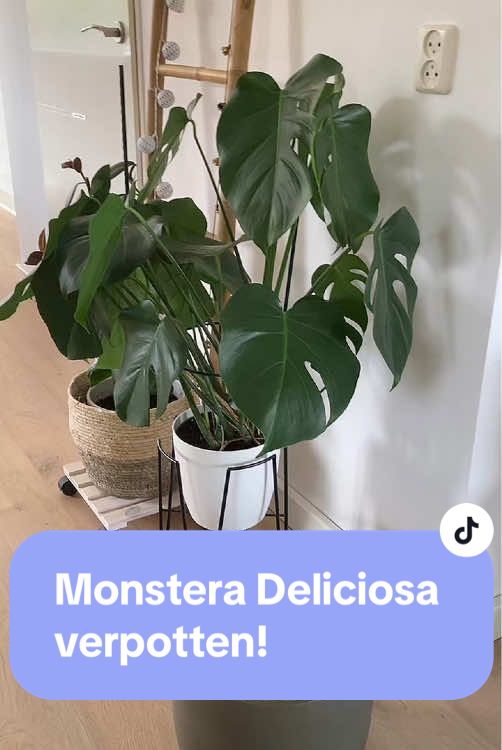 Vandaag zie je hoe ik mijn monsteraplant ga verpotten naar een iets grotere binnenpot. Tijdens het filmen bleek de kluit iets kleiner dan ik had verwacht. Ik heb ook weer een steunring geplaatst omdat dit de bladeren wat meer bijelkaar houdt. Hij ziet er zo weer mooi uit vind ik zelf en hij kan weer lekker verder groeien. #monstera #propagate #plantillas #plant #plantsoftiktok #plants #tiktokviral #hobby #fyp #foryoupage❤️❤️ #f #planttiktok #viral_video #houseplants #plantlover #plantspiration #plantparent #plantas #plantsmakepeoplehappy 