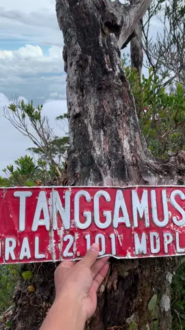 view puncak gunung tanggamus🤩 #puncakgunungtanggamus #pendakigunung #fyp #gunungtanggamus #gunungtanggamuslampung #gisting #lampunghits #creatorsearchinsights 