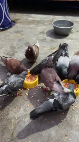 Makan Sore  #merpatikolong #merpatilovers #merpati 