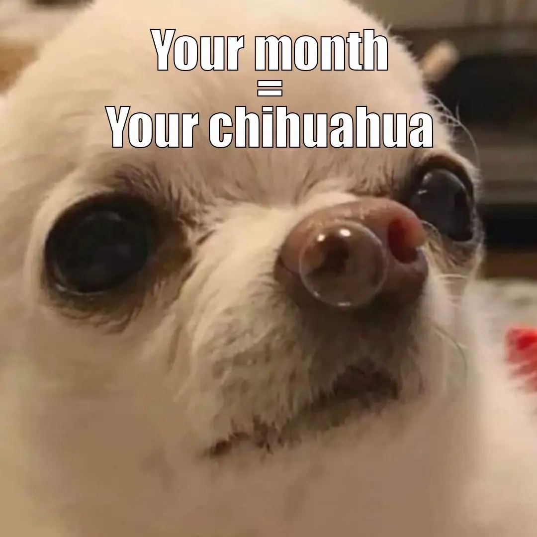 #chihuahua #yourmonth #month #yourmonthyourthing 