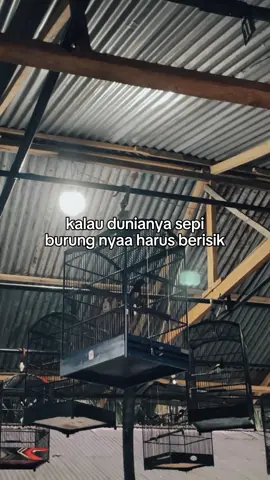 #CapCut 🤪 #kacermania #kacerngobra #kacerjuara #kaceremosi #kacermaniaindonesia 