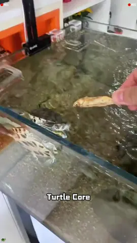 Turtle Core.#turtle #core #funny #animals #funnyvideo #usa #fyp #longervideos