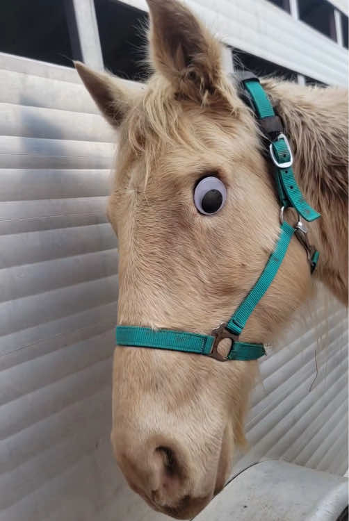 Interesting Horse.#happy #funnyvideos #horse #catu #horse 
