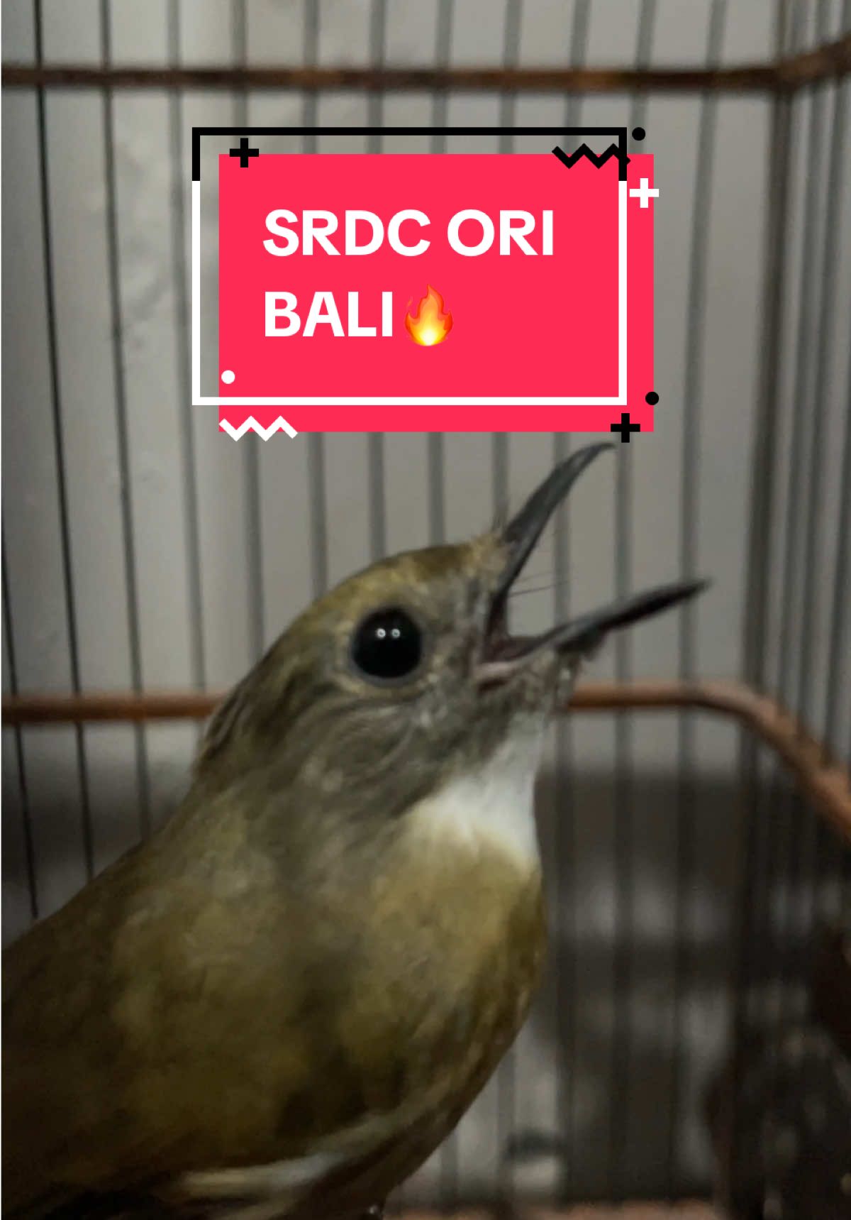SRDC Ori Bali Gacor🔥 More vidio cek di YouTube @dewatakicau #kicaumania #kicaumaniaindonesia #srdc #srdcgacor #srdc #kapastembak #cucakjenggot #kacer #kacermini #rawatanburung #kinoi #kinoigacor  #cucakjenggot #cucakjenggotgacordor  #fyp #fyppa #viraltiktok #fypp #viralvideos  #konin